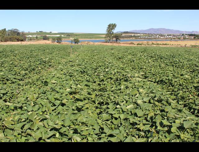 16.70HA FARM FOR SALE IN PAARL RURAL
